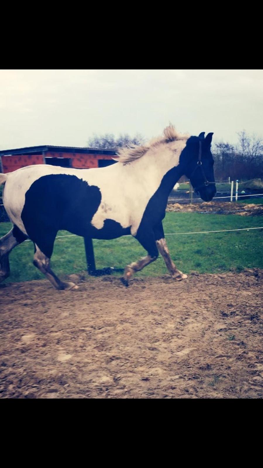 Anden særlig race Carlos billede 9