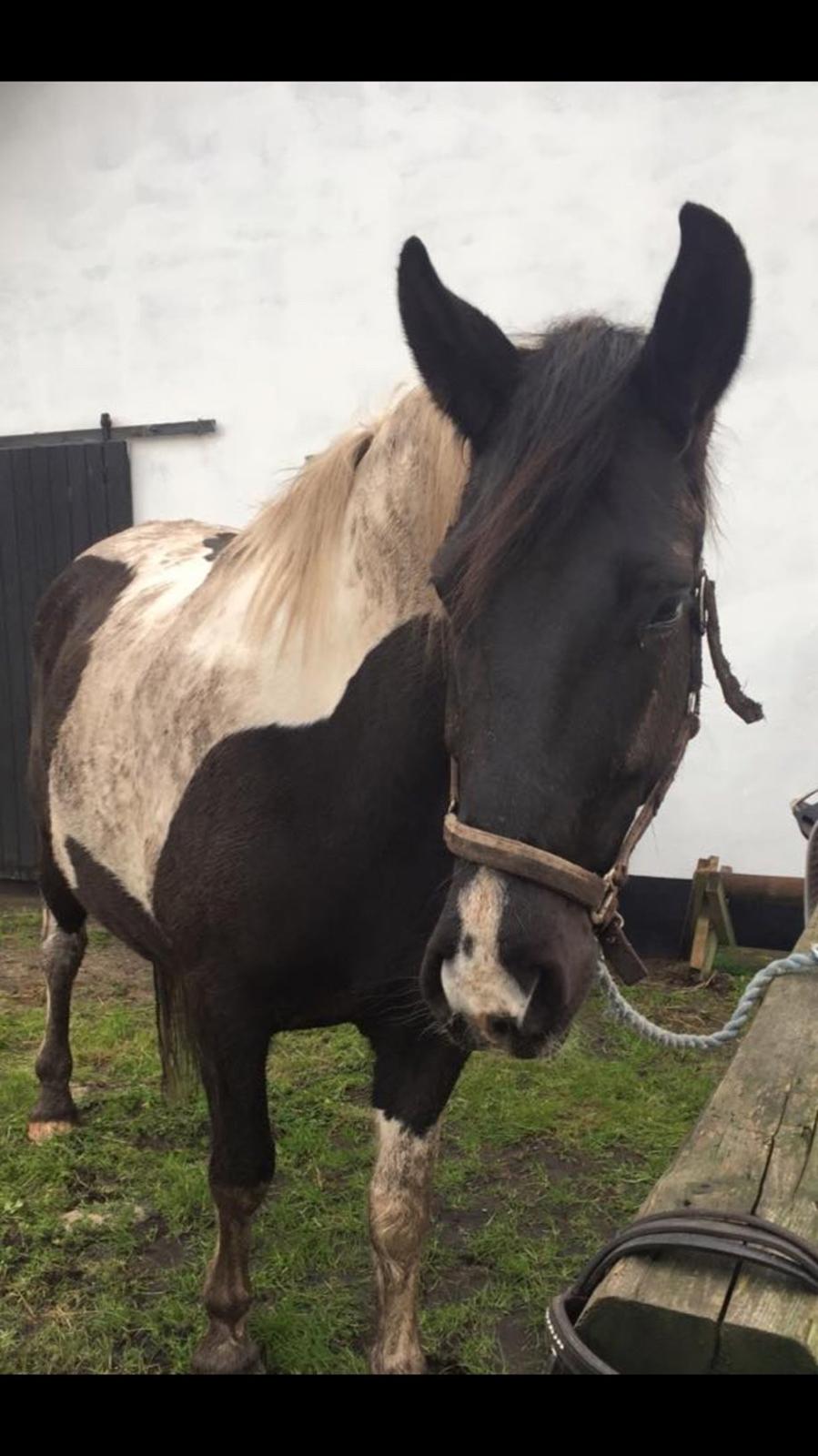 Anden særlig race Carlos billede 10