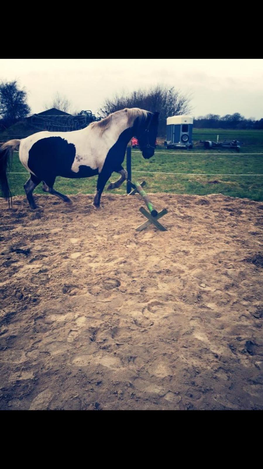 Anden særlig race Carlos billede 11