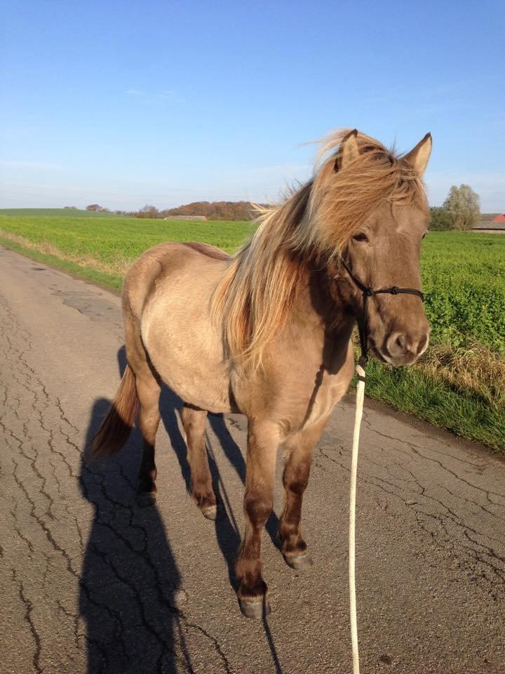 Islænder Glæsir fra Naustok - Gåture billede 10