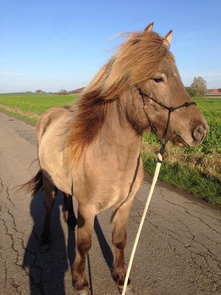 Islænder Glæsir fra Naustok - Forårstur billede 14