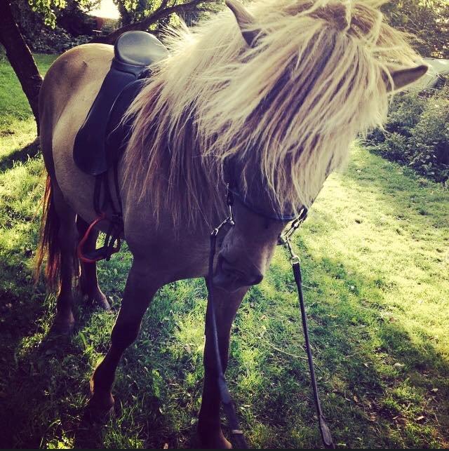 Islænder Glæsir fra Naustok - Sommerdage billede 4