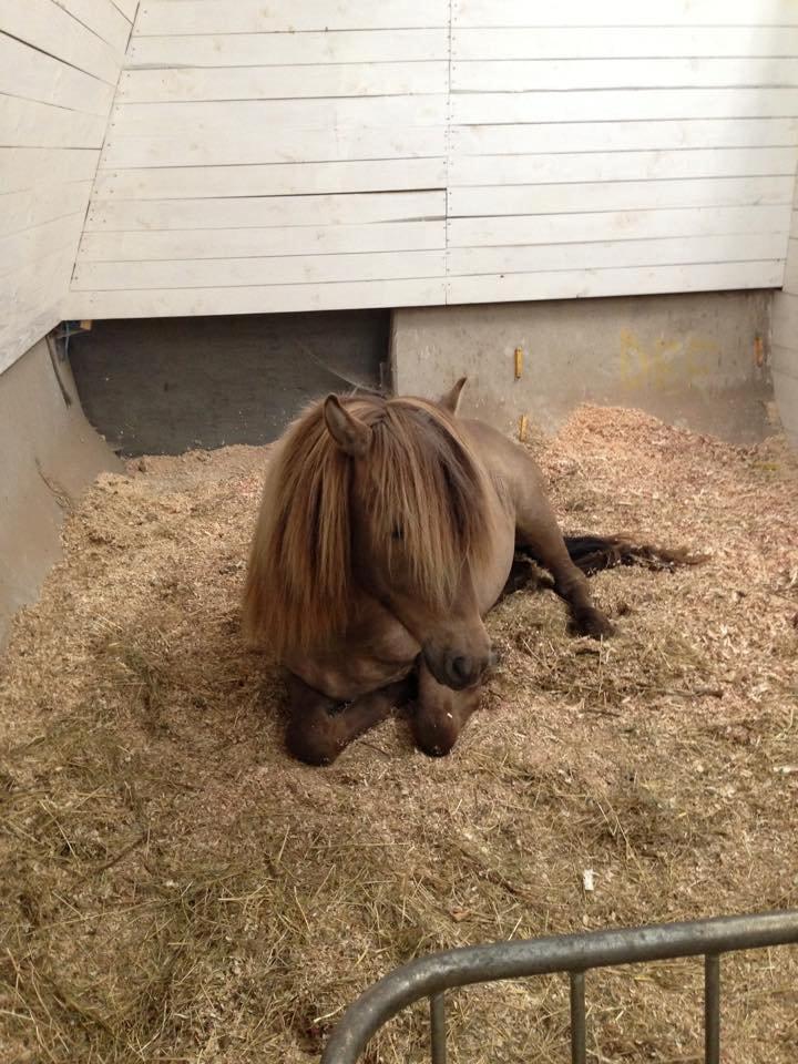 Islænder Glæsir fra Naustok - Lille lur:) billede 8