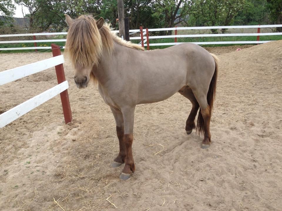 Islænder Glæsir fra Naustok - Byg, som 3års billede 5