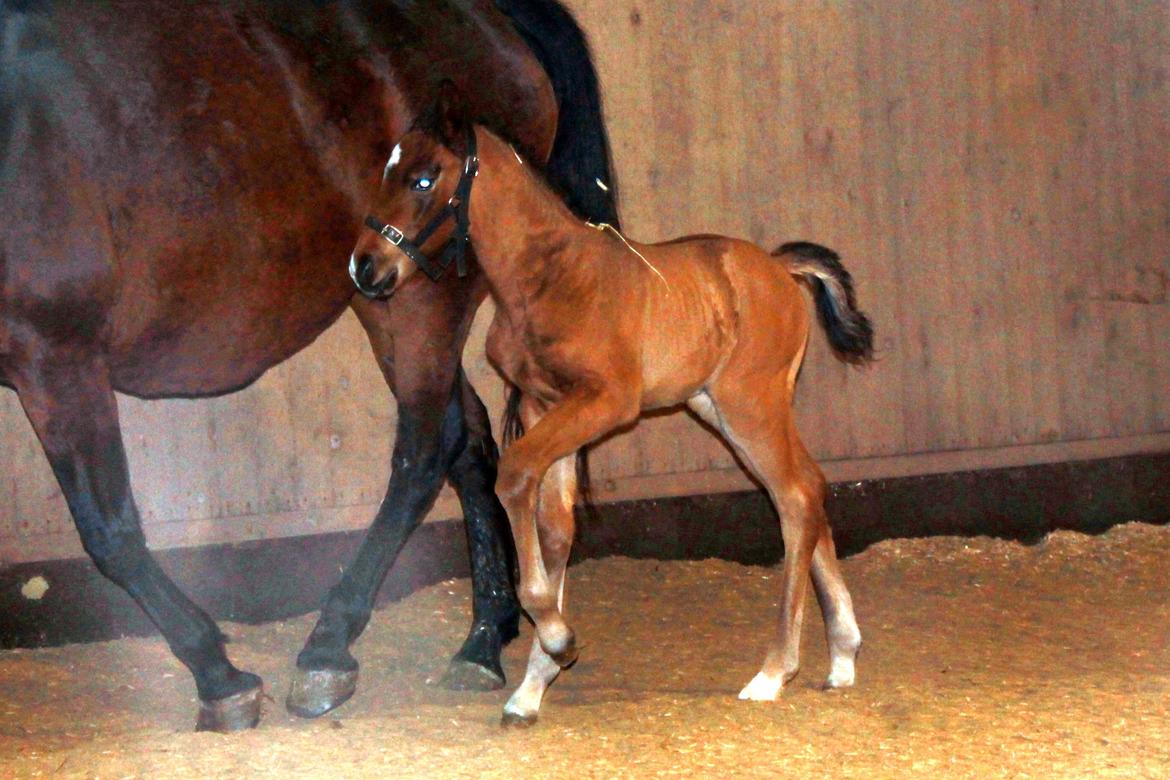 Anden særlig race Nuit d'hiver Felix billede 14