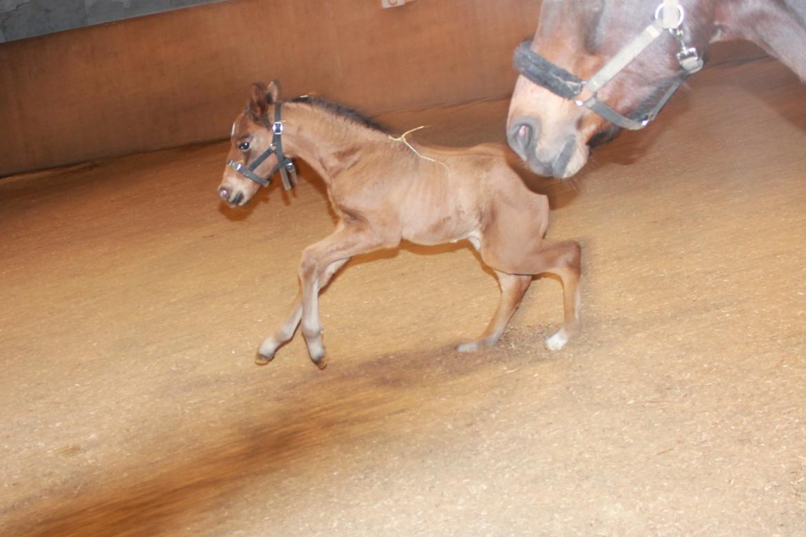 Anden særlig race Nuit d'hiver Felix - VROOOOM billede 12