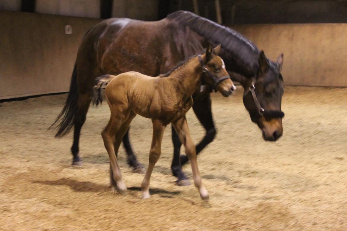 Anden særlig race Nuit d'hiver Felix billede 15