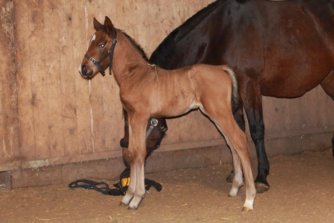 Anden særlig race Nuit d'hiver Felix - En uge gammel og de siger jeg bliver en flot fyr. Hmm er ljeg ligeglad med, bare jeg kan løbe hurtig  billede 13