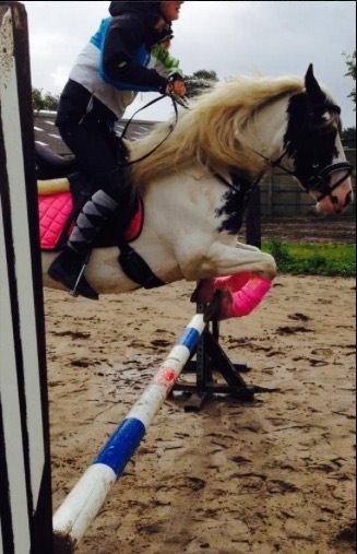 Tinker Daisy/ pixie fra stutteri stage billede 4