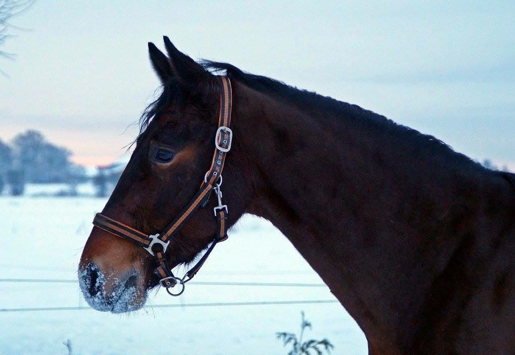 Oldenborg Tabasco - 1.vinter sammen februar 2015 billede 7