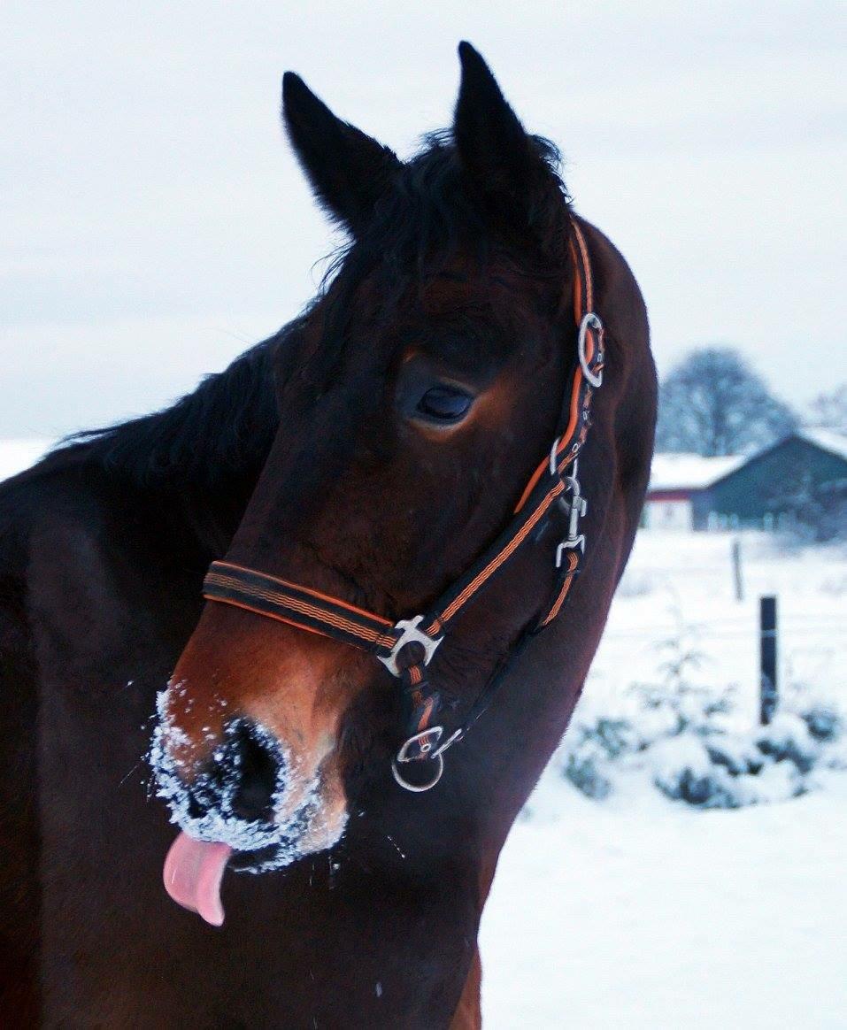 Oldenborg Tabasco - 1.vinter sammen februar 2015 billede 10