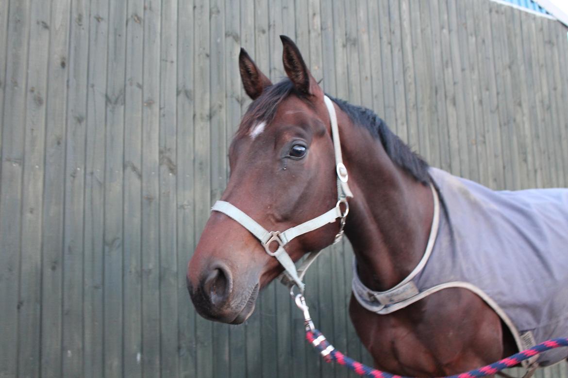 Dansk Varmblod Valløs Barosso billede 19