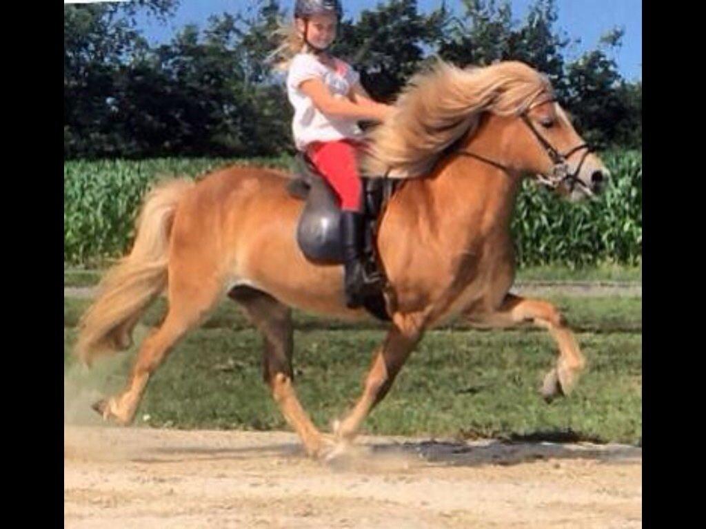 Islænder Dimmalimm fra Teland  billede 1