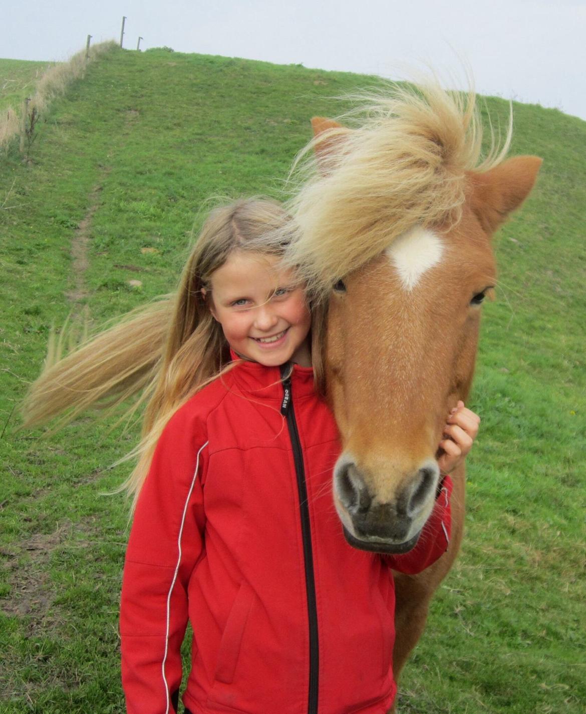 Islænder Dimmalimm fra Teland  billede 2