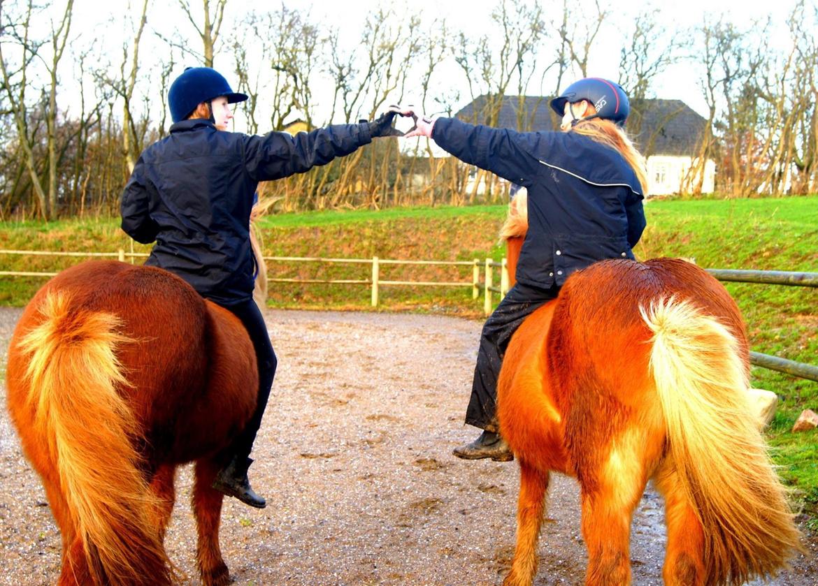 Islænder Dimmalimm fra Teland  billede 3