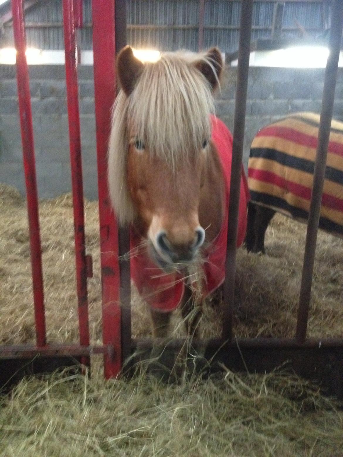 Islænder Dimmalimm fra Teland  billede 5