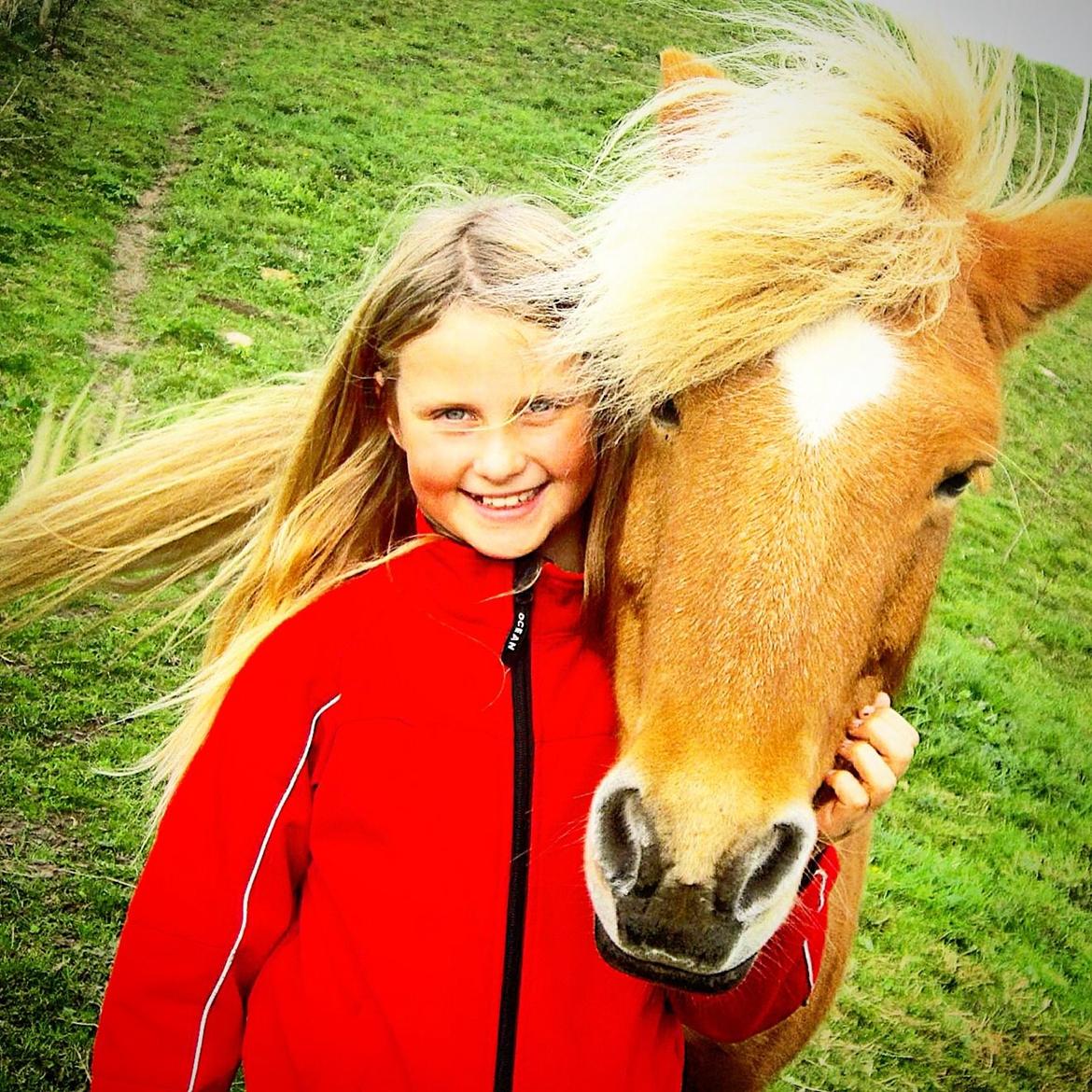 Islænder Dimmalimm fra Teland  billede 6