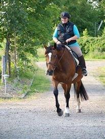 Trakehner tiffany - sommeren 2013 4 md efter jeg havde købt hende billede 9