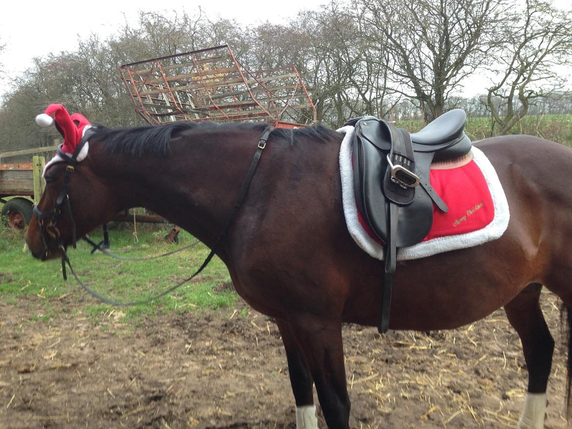 Trakehner tiffany - vi matcher jul 2014 billede 10