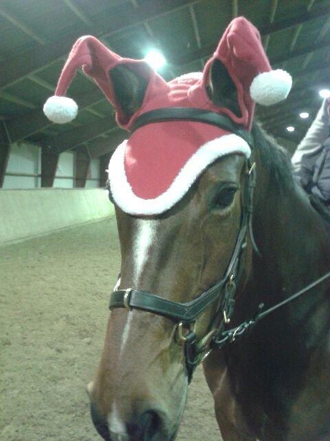 Trakehner tiffany - lidt hygge i december 2014 billede 11