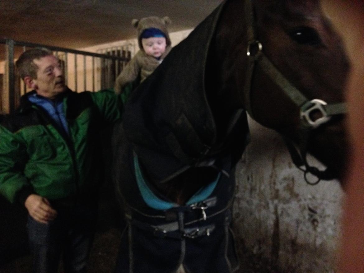 Trakehner tiffany - en tidlig morgen i julen 2014. ja han kan jo lige så godt lære hvad det er momme får tiden til at gå med billede 12