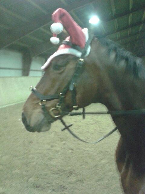 Trakehner tiffany - december 2014 billede 13