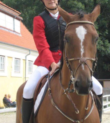 Belgisk varmblod Diablo Van Dabdijhoeve *DRØMME HESTEN* billede 19