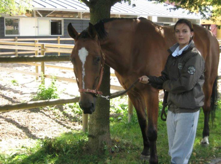 Belgisk varmblod Diablo Van Dabdijhoeve *DRØMME HESTEN* billede 20