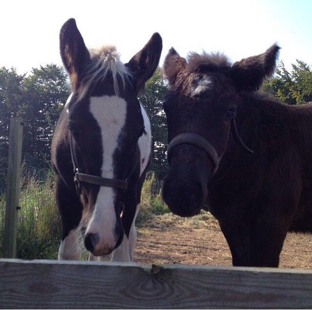 Tinker Møllegårdens Cherie billede 10