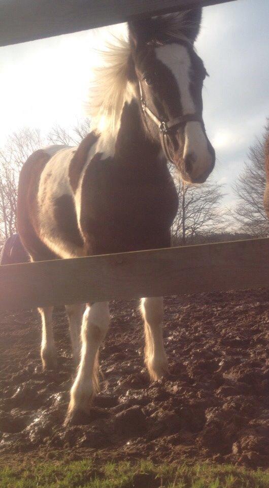 Tinker Møllegårdens Cherie billede 11