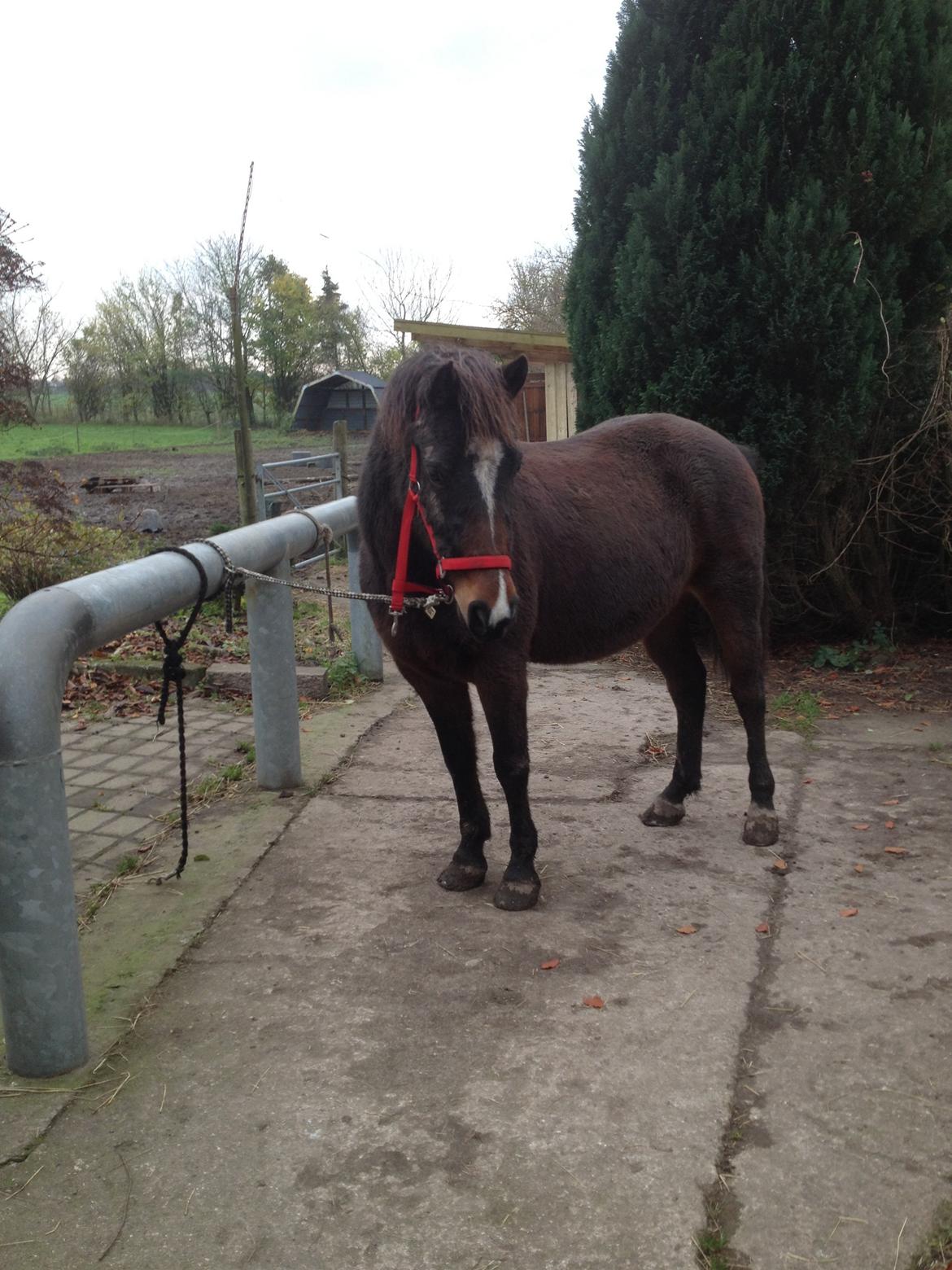 New Forest Freja billede 10