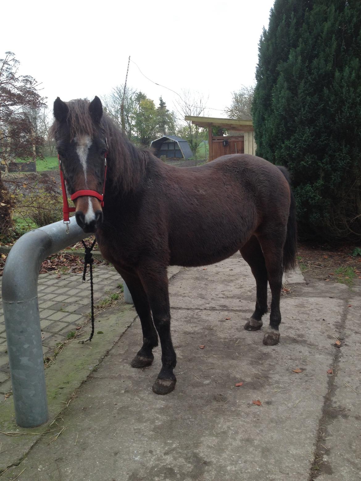 New Forest Freja billede 9