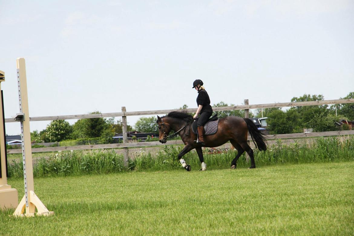 New Forest Freja billede 11