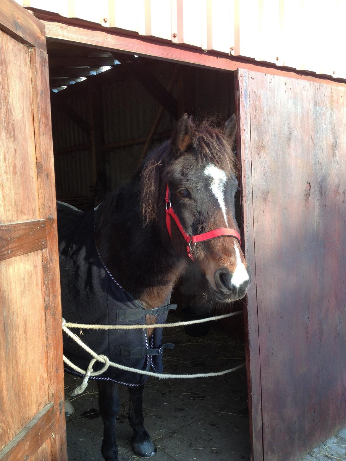 New Forest Freja billede 15