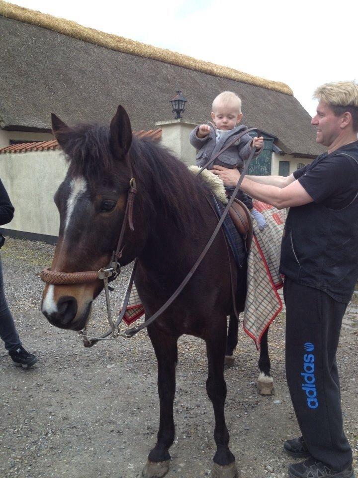 New Forest Freja billede 13