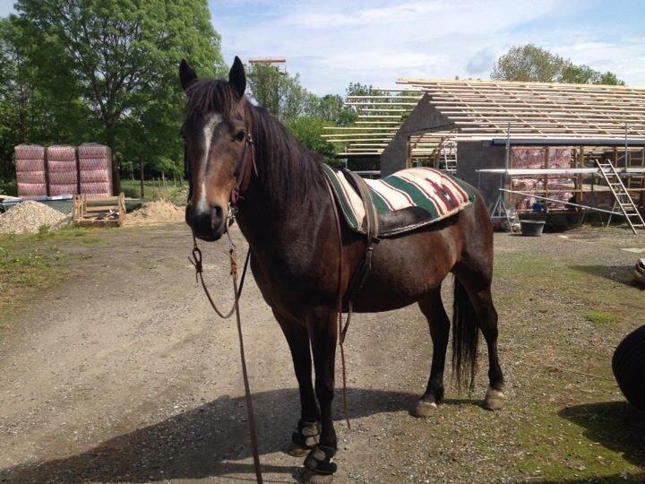 New Forest Freja billede 14