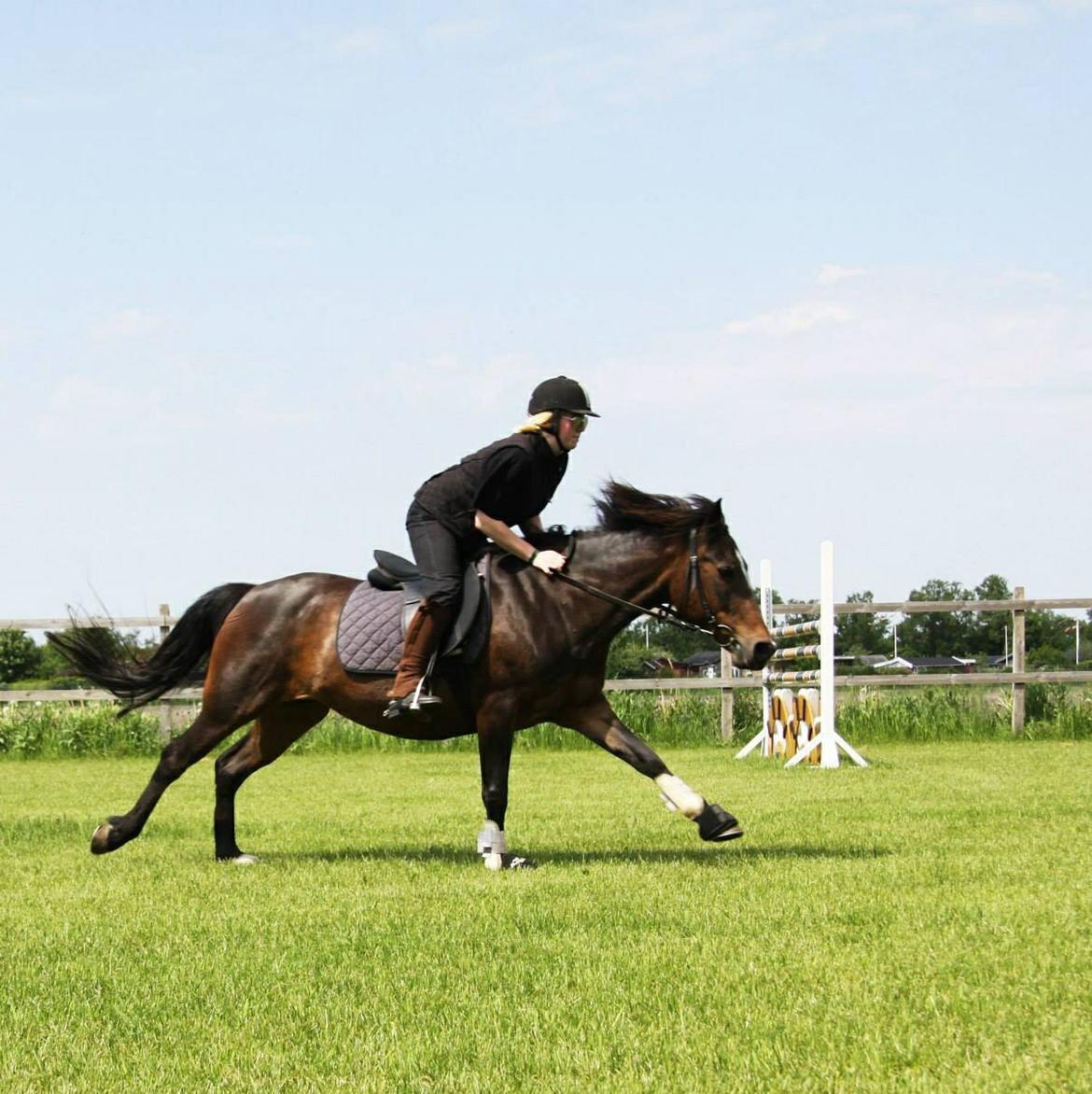 New Forest Freja billede 16