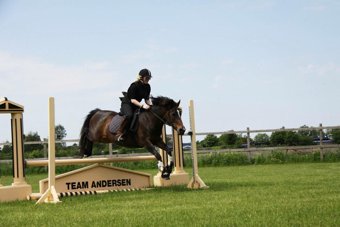 New Forest Freja billede 18