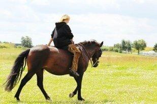 New Forest Freja billede 3