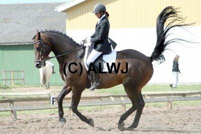 Hannoveraner Lennox 6 billede 5