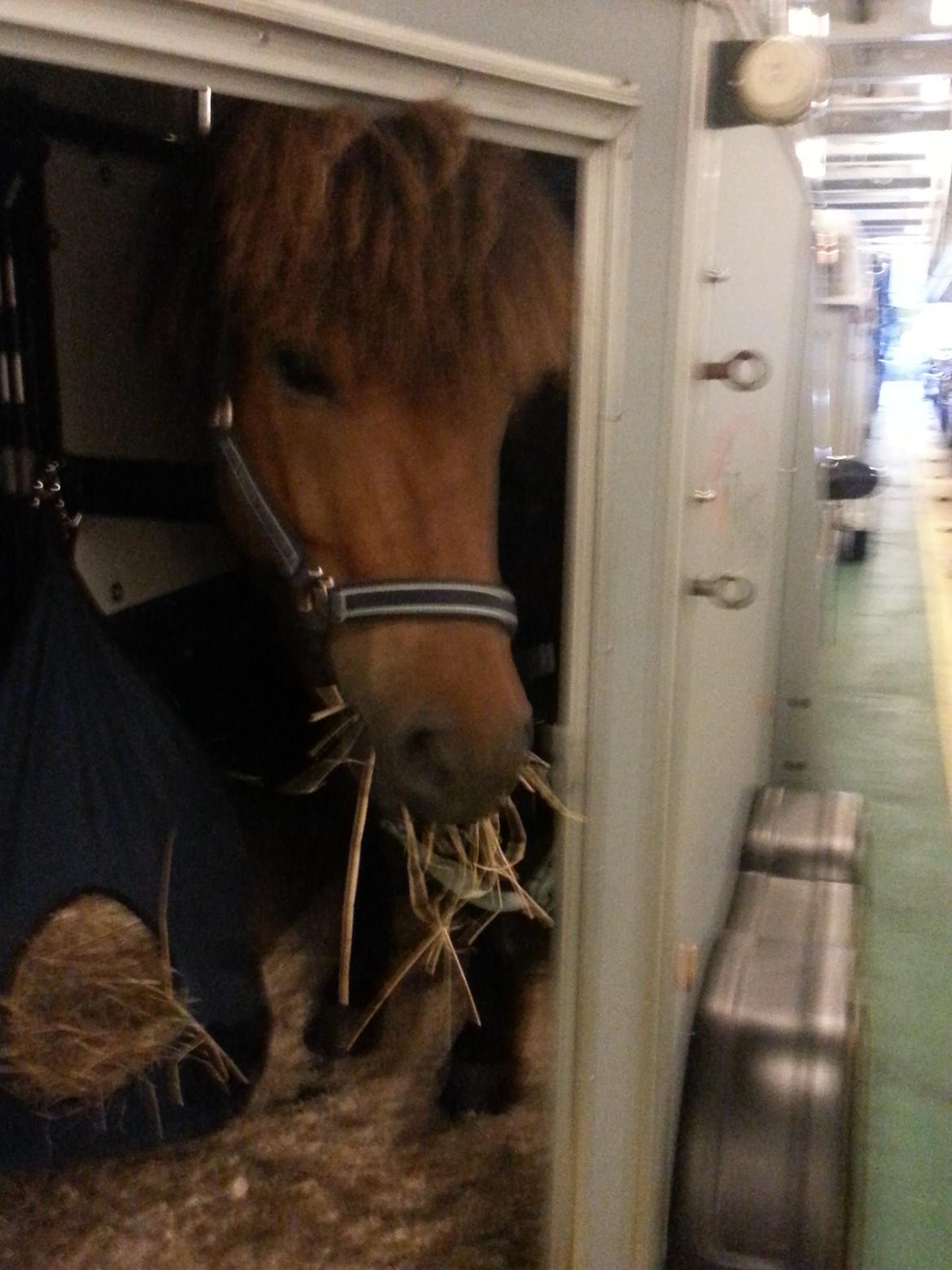 Islænder Andi fra Skyggefaxe billede 3