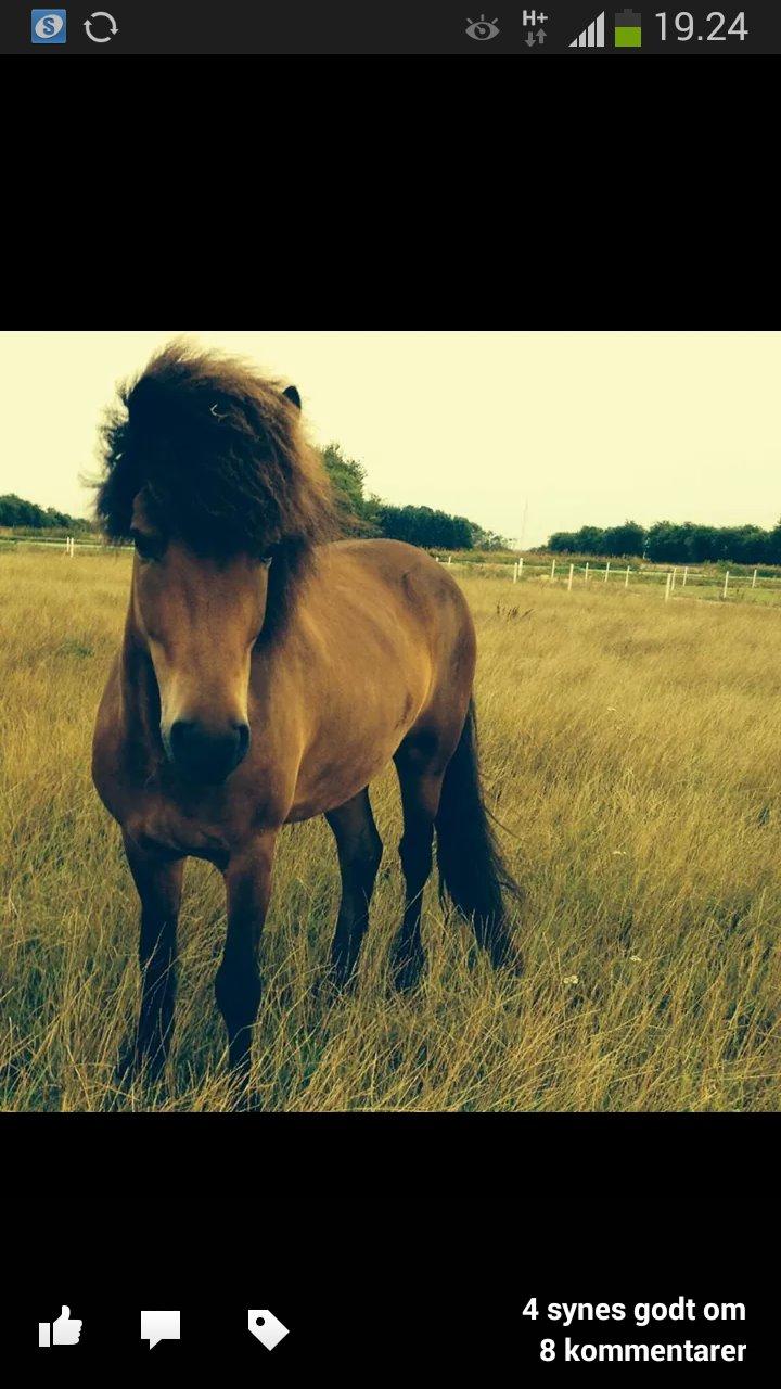 Islænder Andi fra Skyggefaxe billede 4