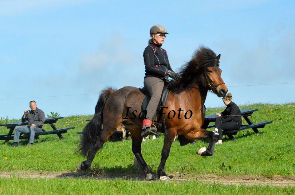 Islænder Andi fra Skyggefaxe billede 1