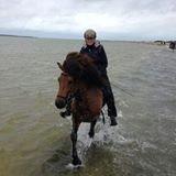 Islænder Andi fra Skyggefaxe billede 5