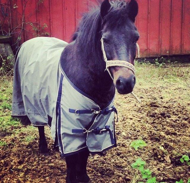 Anden særlig race Dumle :-) billede 4