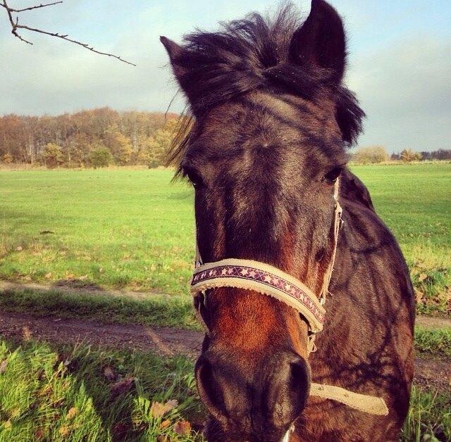 Anden særlig race Dumle :-) billede 7