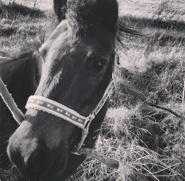 Anden særlig race Dumle :-) billede 1