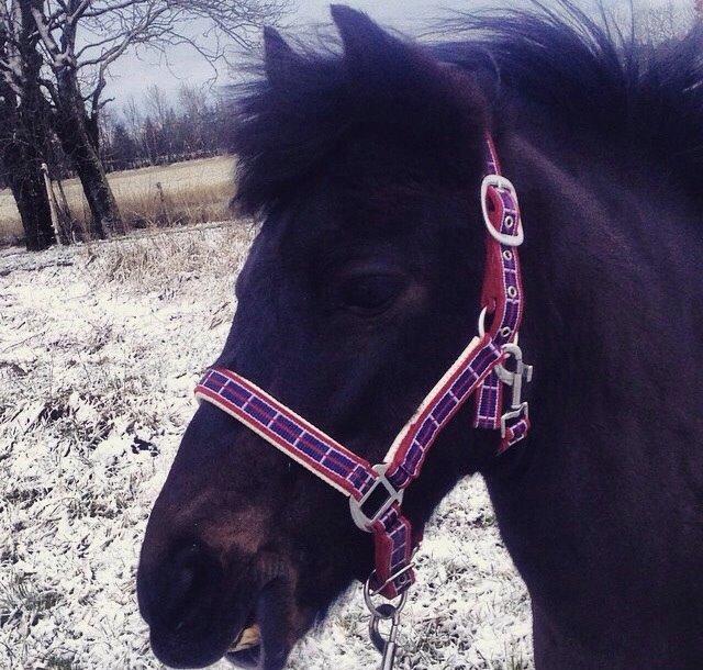 Anden særlig race Dumle :-) billede 9