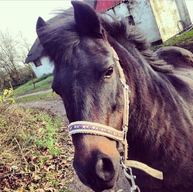 Anden særlig race Dumle :-) billede 14