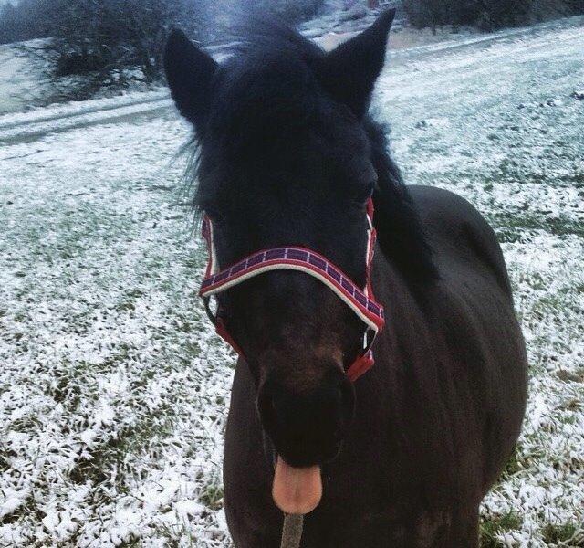 Anden særlig race Dumle :-) billede 2